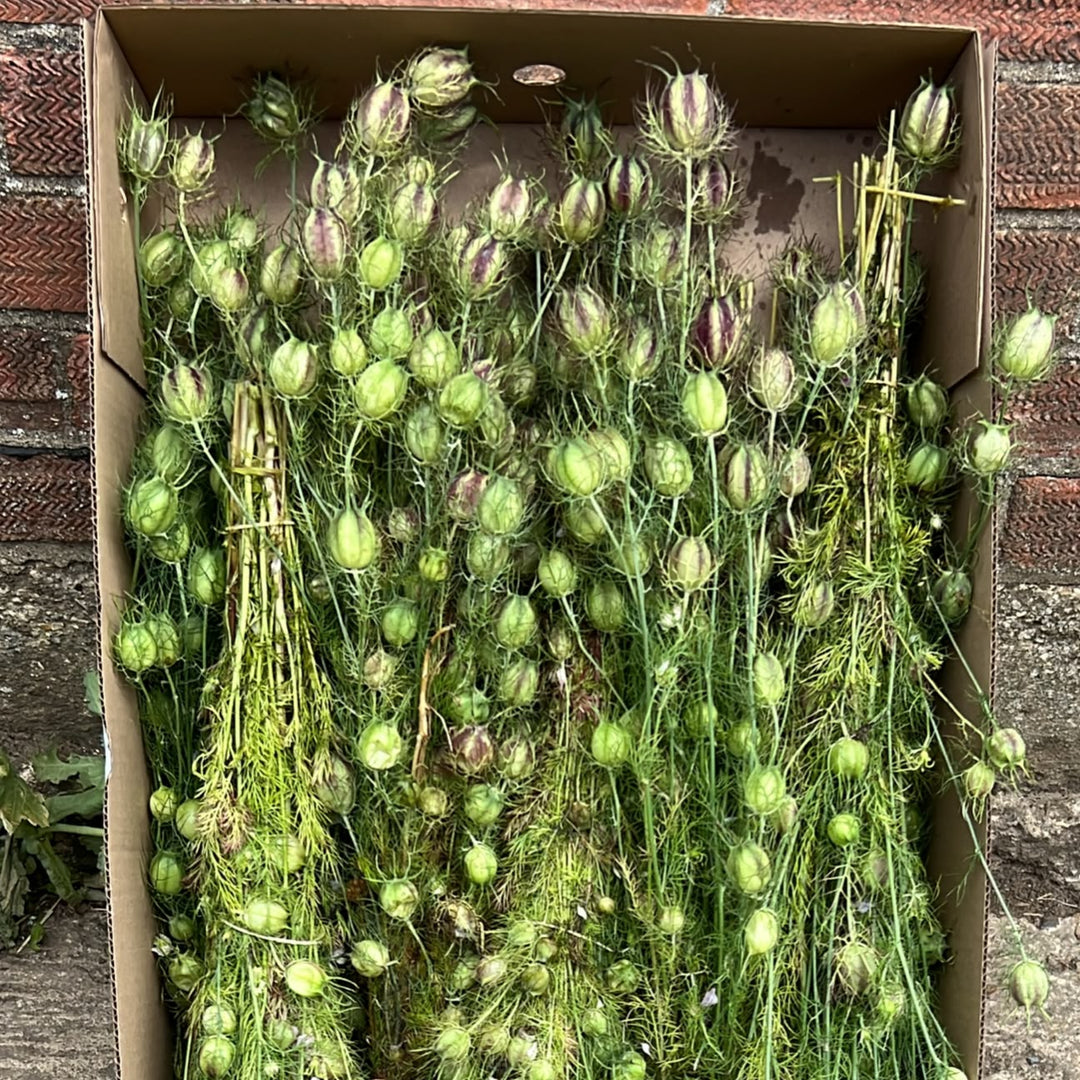 Box filled with semi dried Nigellas on a stone surface