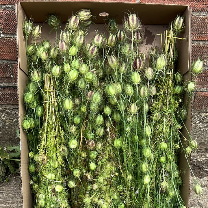 Box filled with semi dried Nigellas on a stone surface
