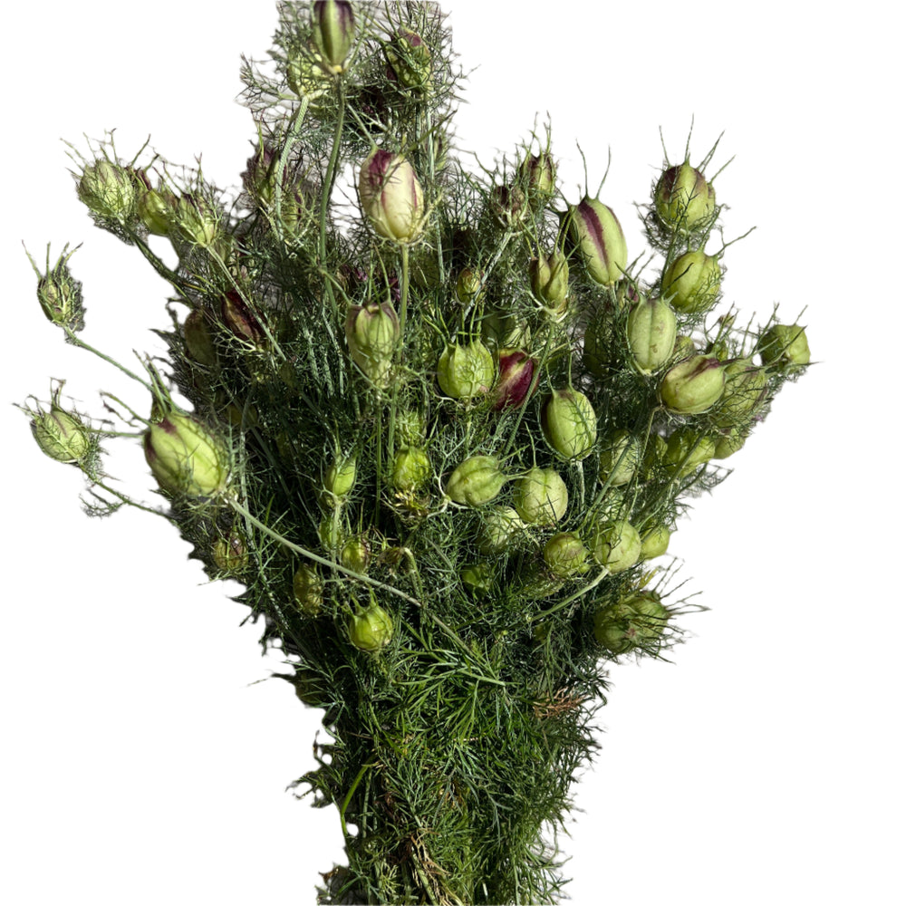 A single premium growers bunch of semi-dried green Nigella seed pods, showing their characteristic balloon-like shape and delicate frilly leaves.