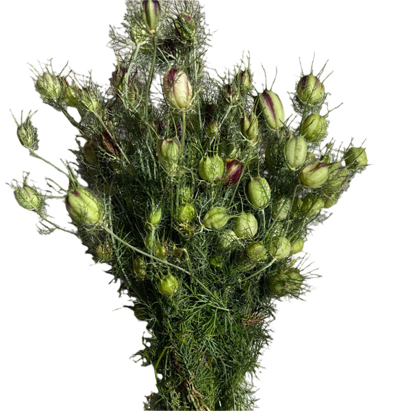 A single premium growers bunch of semi-dried green Nigella seed pods, showing their characteristic balloon-like shape and delicate frilly leaves.