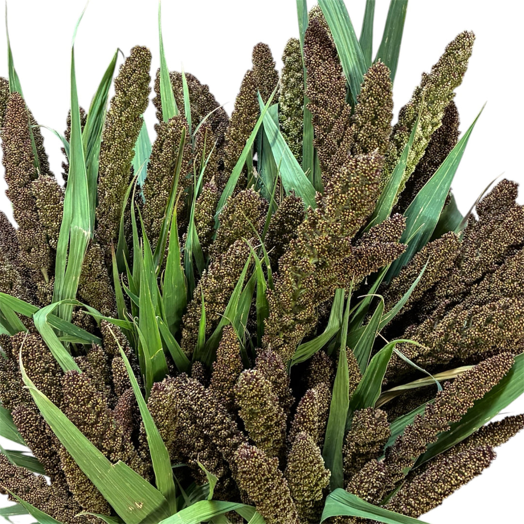 Close-up of a dense, plush green Setaria Hylander ornamental grass head showing soft texture.