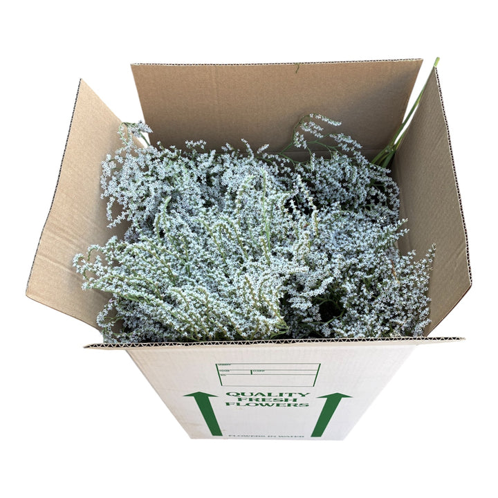 Bulk 2kg box packed full with British-grown dried white Dumosa Statice stems ready for dispatch.