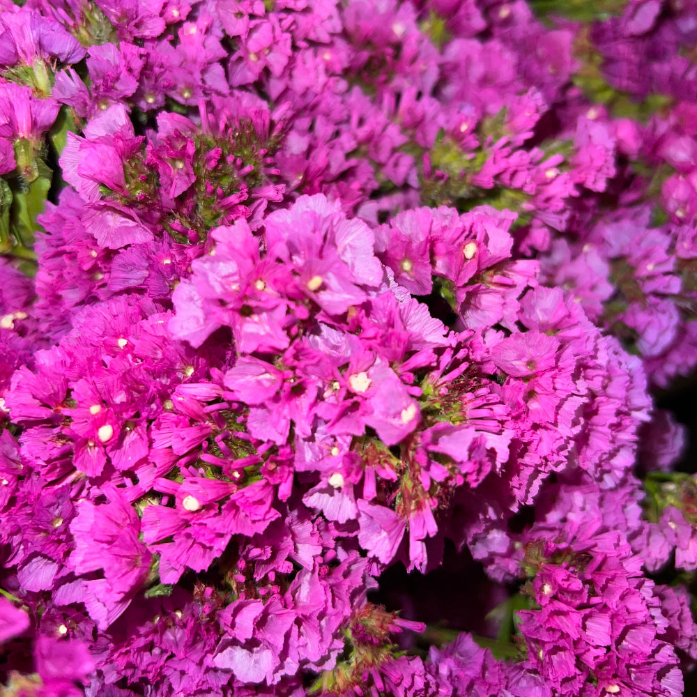 A detailed macro view of the papery, soft pink funnel-shaped blossoms of Lincolnshire-grown Statice.