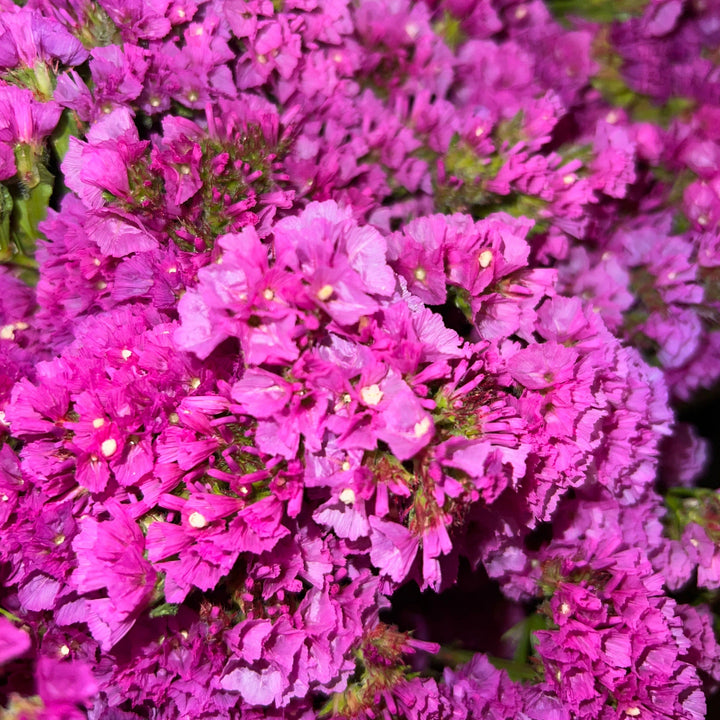 A detailed macro view of the papery, soft pink funnel-shaped blossoms of Lincolnshire-grown Statice.