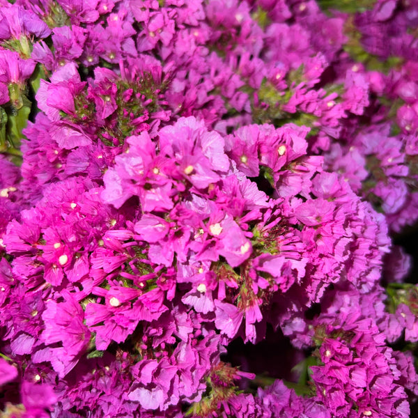 A detailed macro view of the papery, soft pink funnel-shaped blossoms of Lincolnshire-grown Statice.
