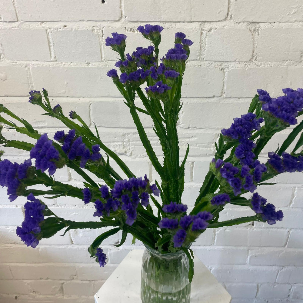 A fresh wholesale bunch of British purple-blue Statice Sinuatum stems showing dense clusters of papery flowers.