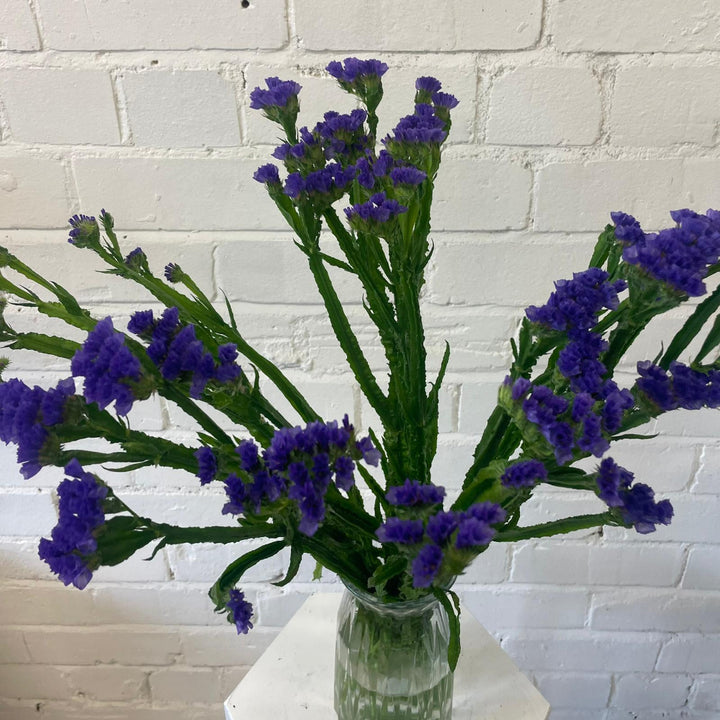 A fresh wholesale bunch of British purple-blue Statice Sinuatum stems showing dense clusters of papery flowers.