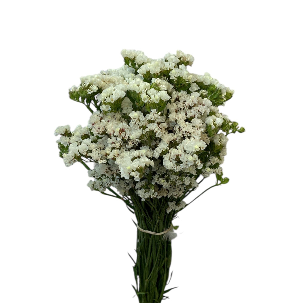 A wholesale bunch of locally grown White Statice stems, displaying their characteristic winged green stalks and dense, papery white flower clusters.