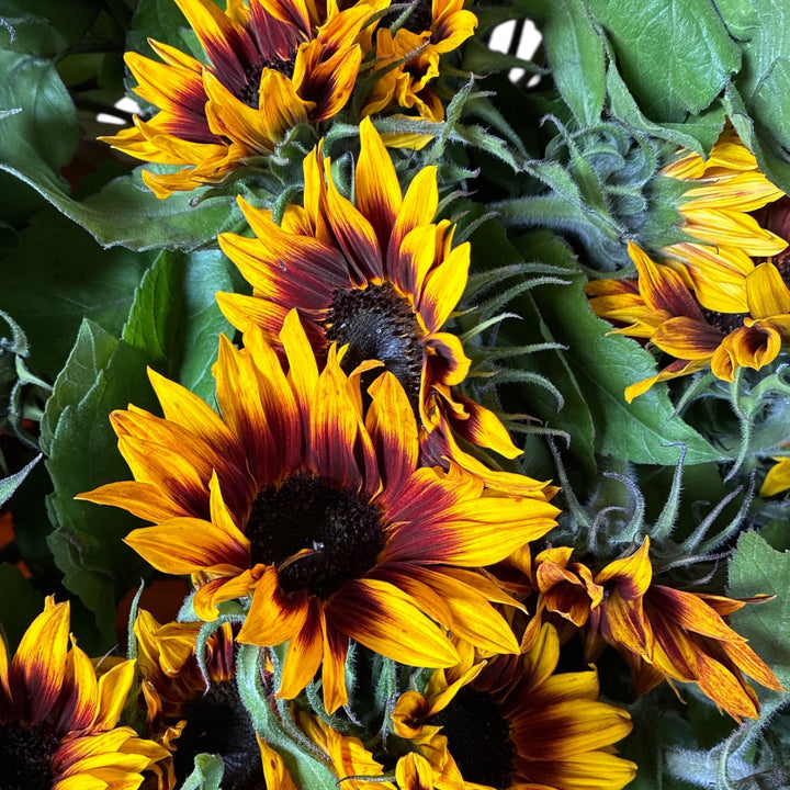 A beautiful close-up of a 7-10cm &