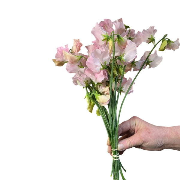 A bunch of 10 long-stemmed peach sweet peas showing the delicate ruffled blooms.