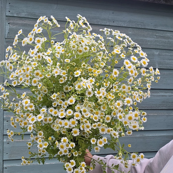 A freshly harvested bunch of 20 Tanacetum Tetra White stems, displaying the feathery green foliage and abundant branching daisy blooms.