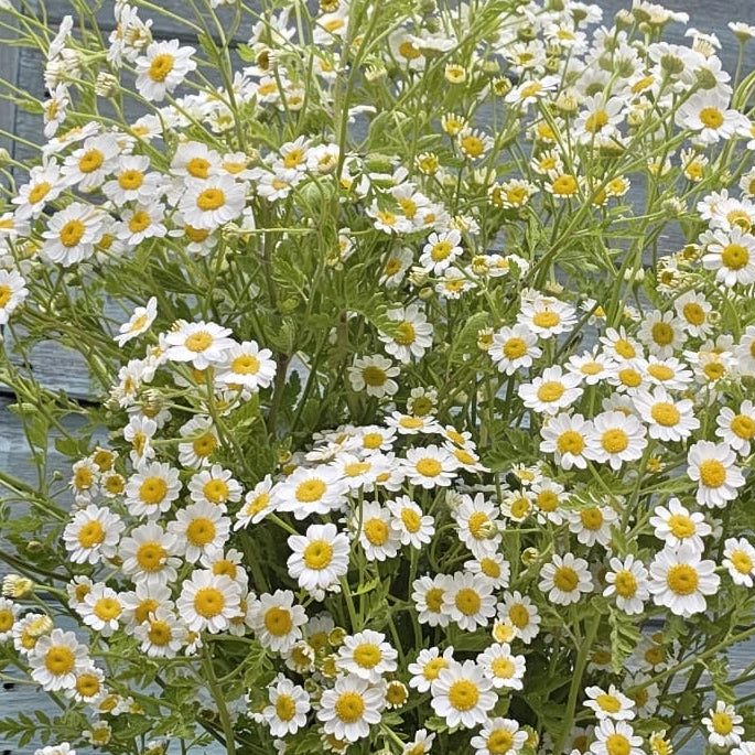 A detailed close-up shot of British-grown Tanacetum Tetra White flower heads, showing the delicate white petals and soft yellow button centres.
