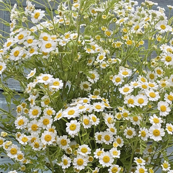 A detailed close-up shot of British-grown Tanacetum Tetra White flower heads, showing the delicate white petals and soft yellow button centres.