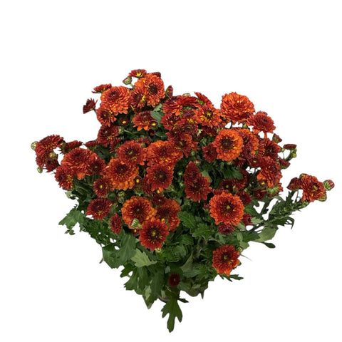 A bunch of UK-grown bronze button chrysanthemums with rich orange and russet pom-pom blooms and green foliage, displayed as a fresh autumnal wholesale flower bunch.
