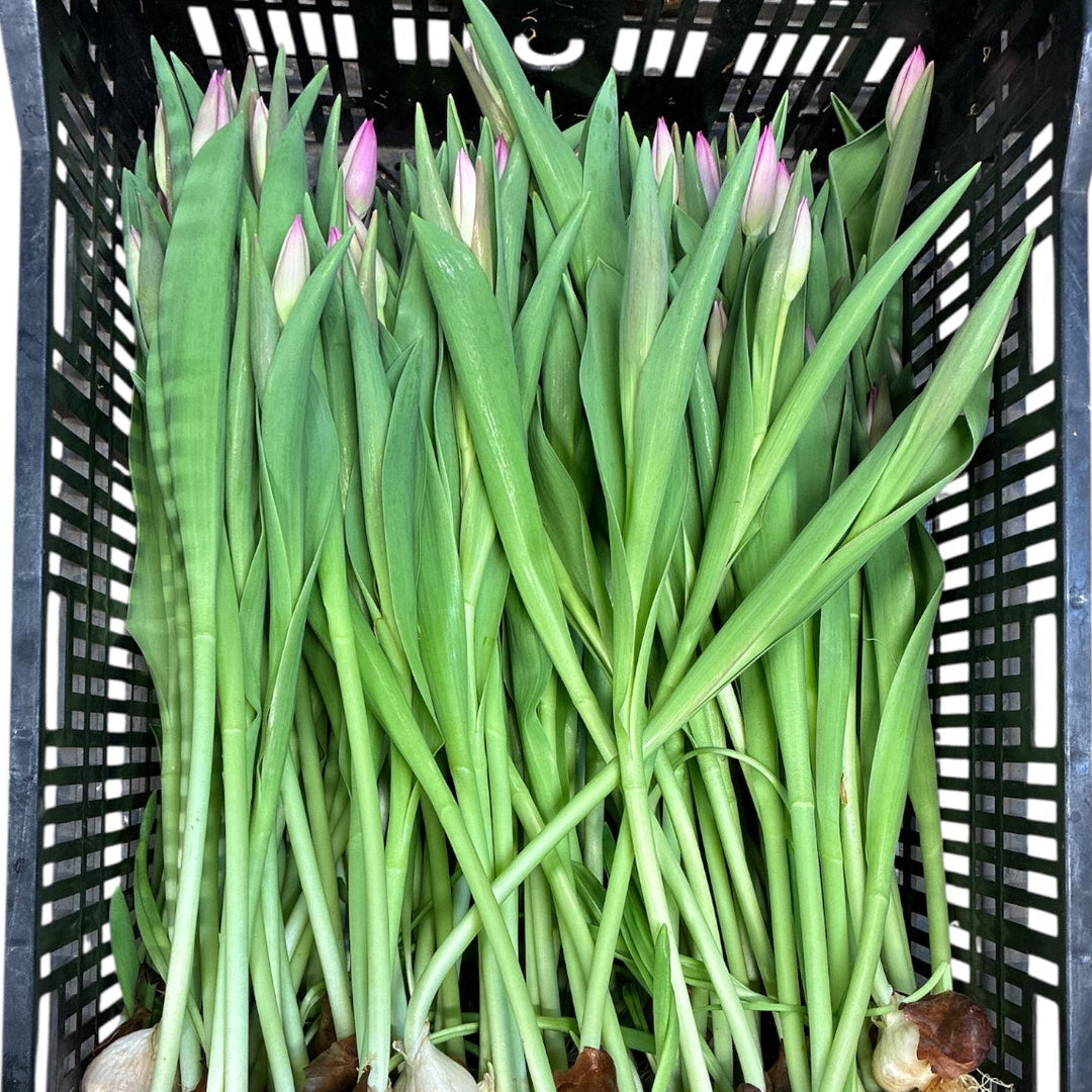 Detailed close-up view of the healthy white roots and clean bulb base of fresh Norfolk-grown Pink Ardour tulips.