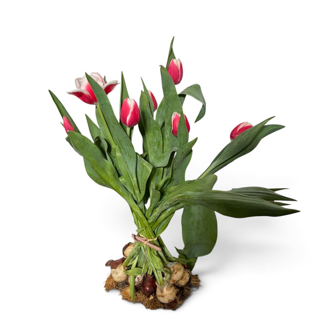 A wholesale bunch of 10 Lech Walesa tulips on the bulb tied together in tight bud stage with visible hydroponic roots.