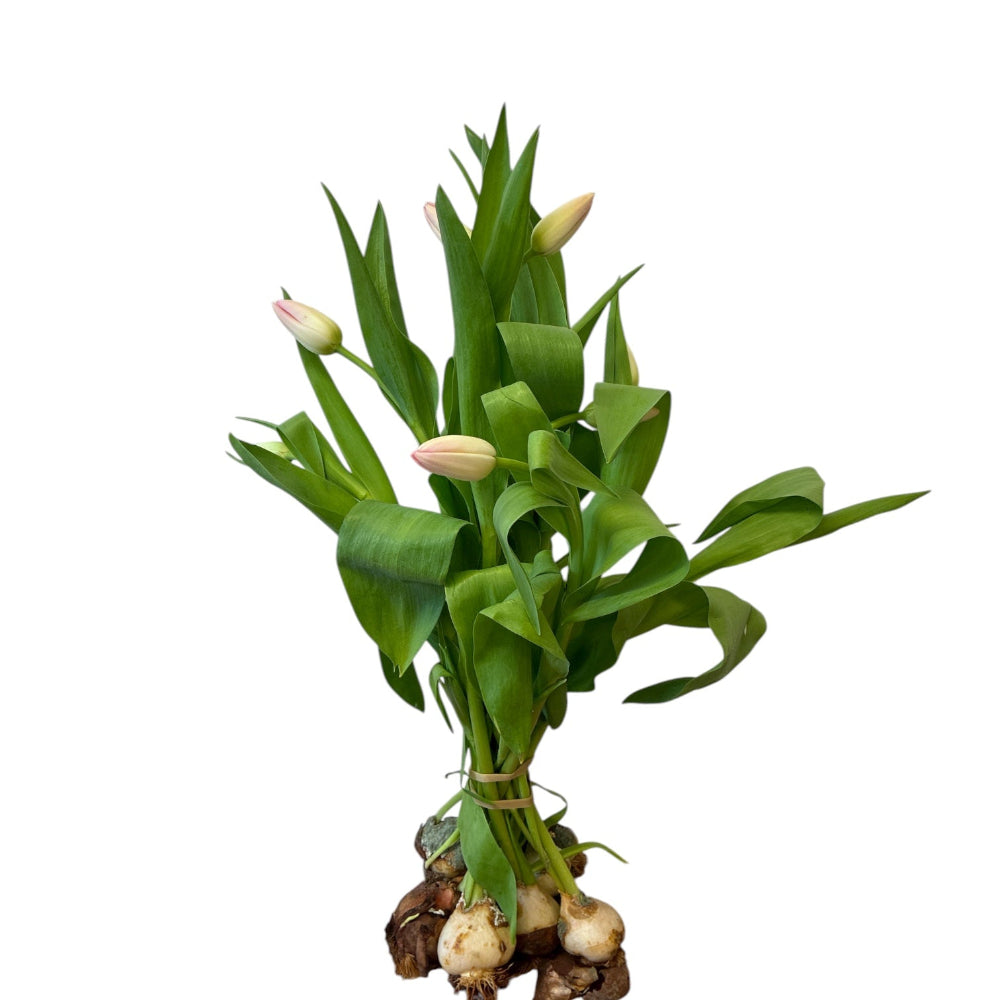 A 10-stem bunch of British grown pale pink Dynasty tulips with clean white hydroponic bulbs and roots attached.