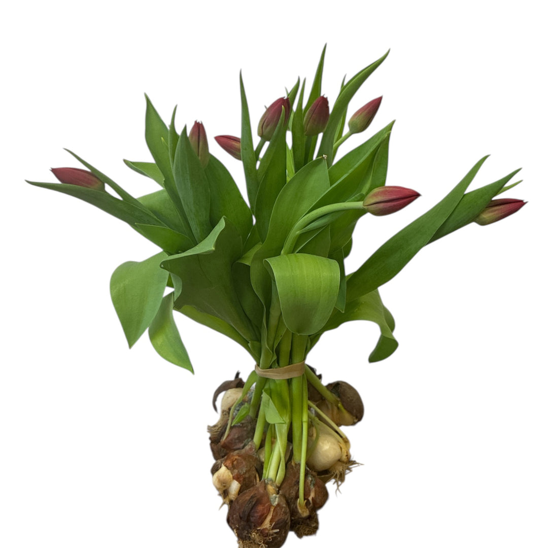 A 10-stem bunch of British hydroponic red Seadov tulips with white bulbs and roots intact resting on a wooden surface.