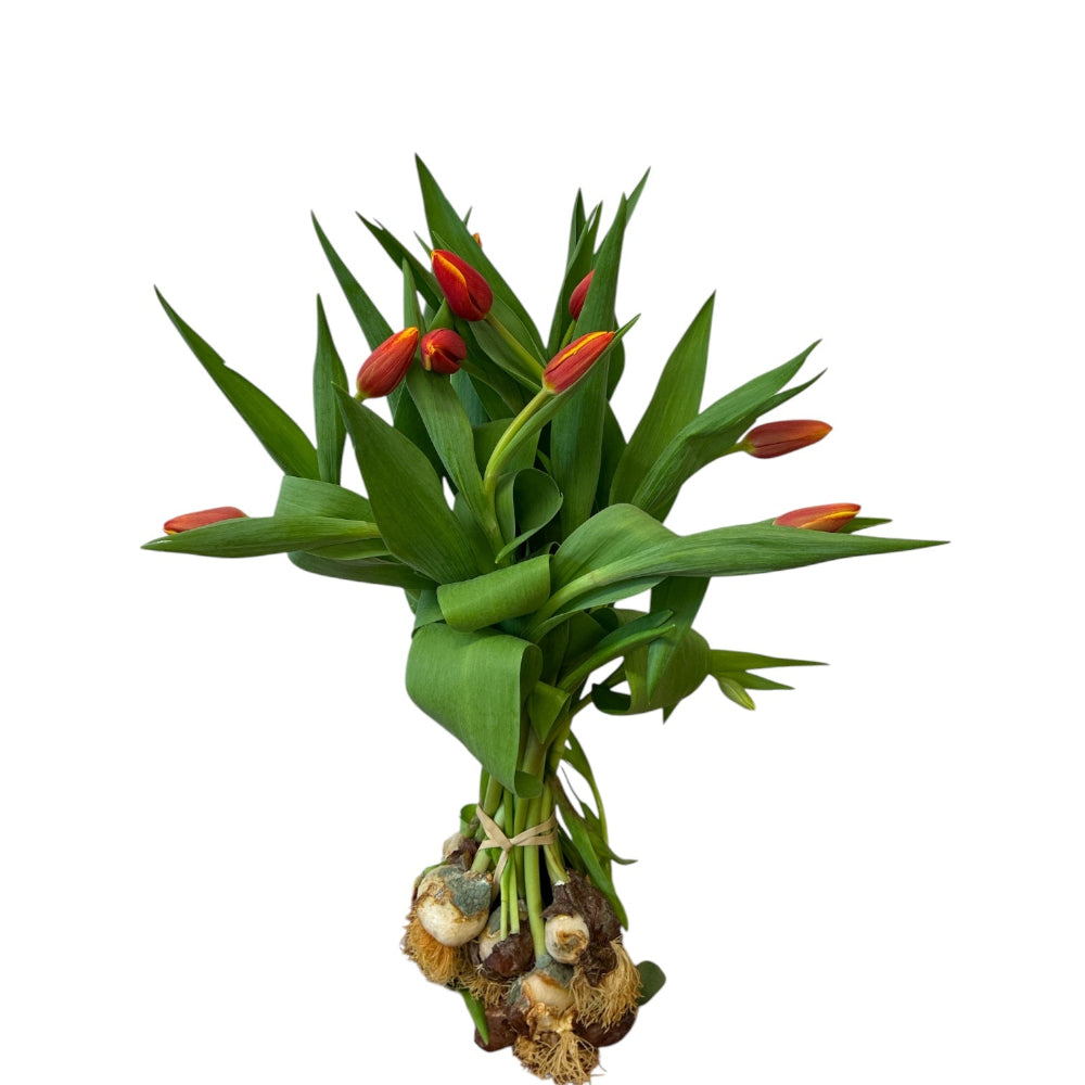 A 10-stem bunch of British grown red and yellow Denmark tulips with intact white hydroponic bulbs and roots.