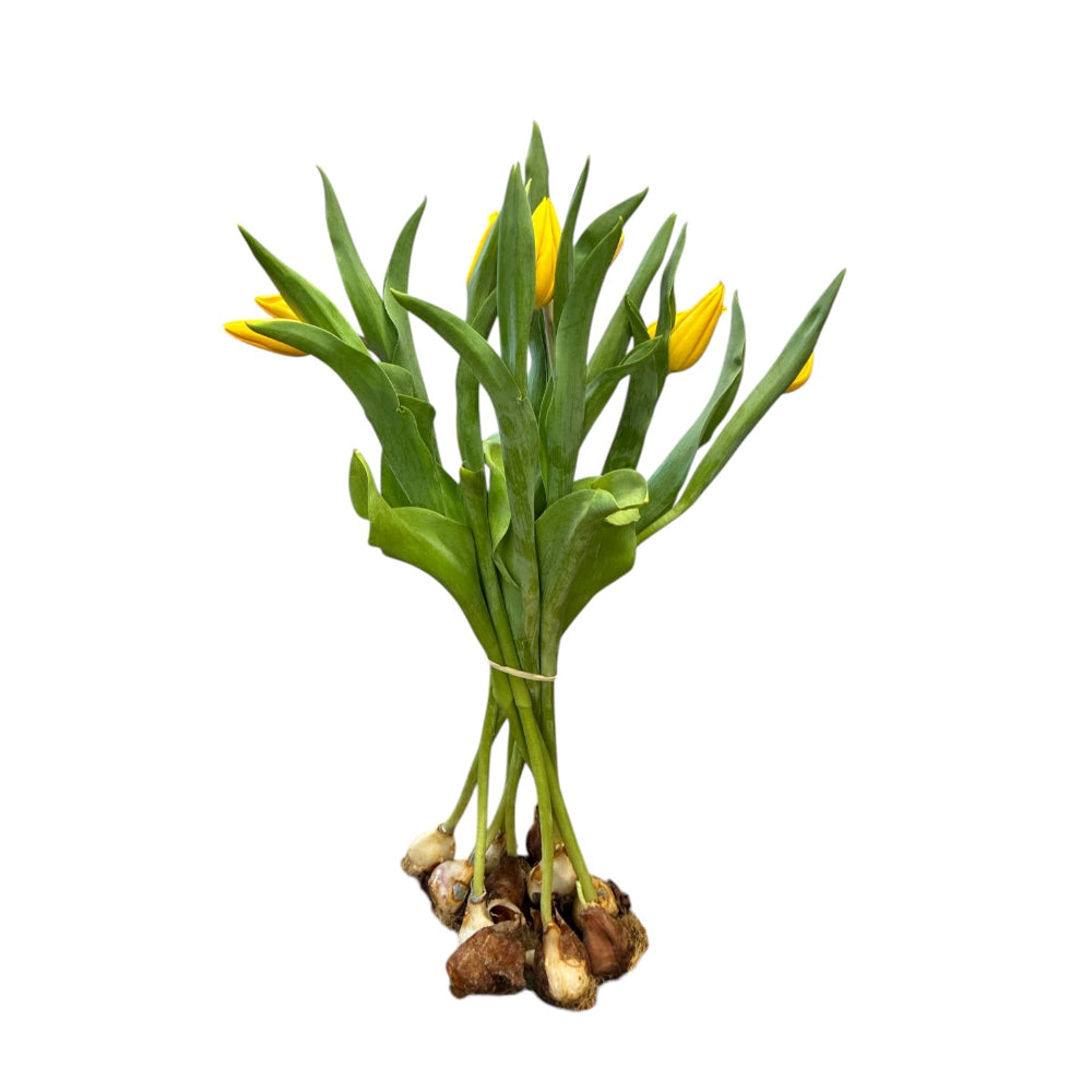 A cluster of bright yellow Strong Gold tulips displayed still attached to their bulbs, with lush green leaves and firm buds, showing their natural hydroponic growth.