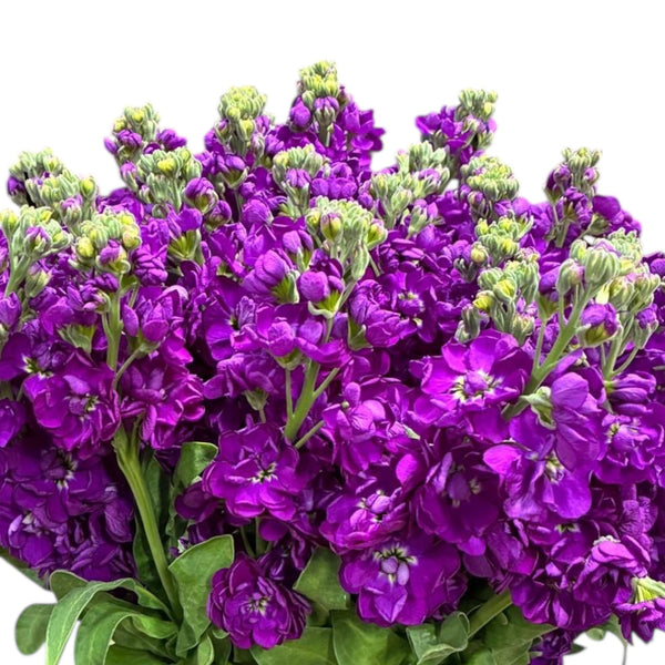 Bouquet of purple scented Stocks flowers with green stems on a white background