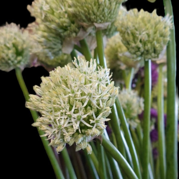Close-up of a white Allium Mount Everest flower head, detailing the tiny star-shaped white florets and green centres.