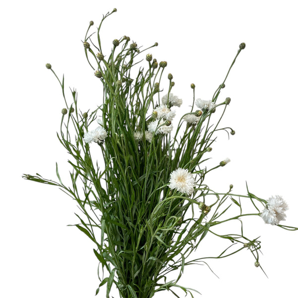A generous, hand-tied grower's bunch of fresh white cornflowers showing long 55-60cm stems and delicate green foliage.