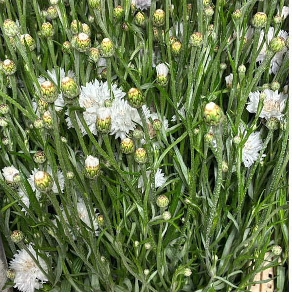 Close-up of British white cornflower stems showing a mix of fully open fluffy white flower heads and tightly closed green buds.