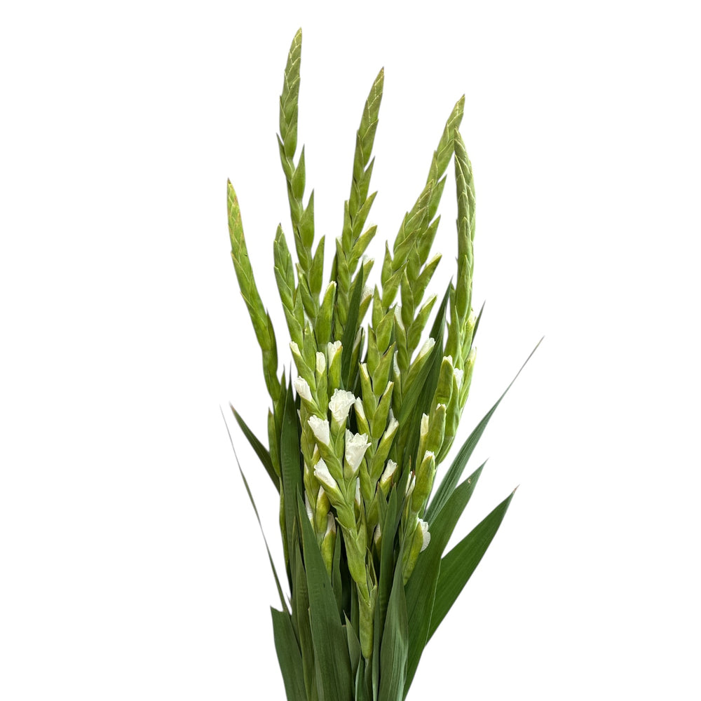 Wholesale bunches of British white gladioli standing strictly upright in florist buckets, showcasing their straight stems and emerging white buds.