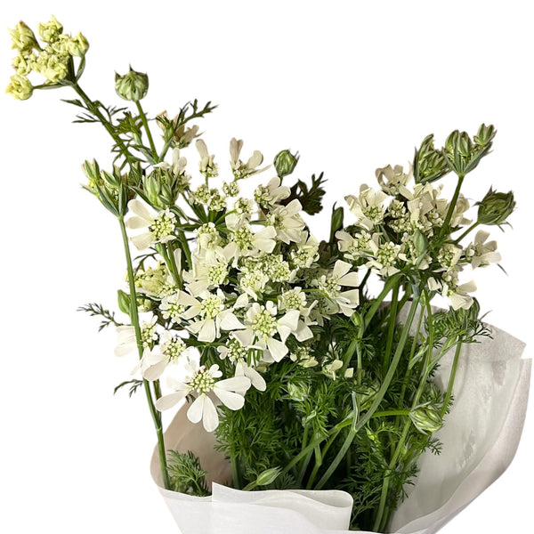 Detailed view of the intricate, lace-like white petals of British-grown Orlaya grandiflora.
