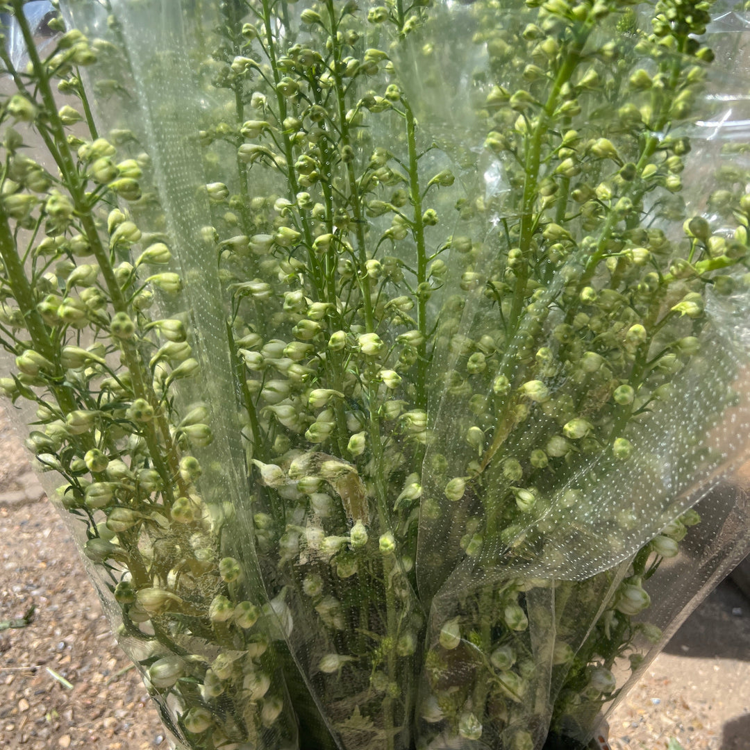 A wholesale bunch of 10 short White Spires Delphinium stems measuring 55-60cm, showing healthy green foliage.