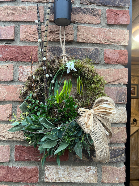 Potted snowdrop plant, UK grown 9cm pot, delicate white blooms, sustainable spring plant for florists or gifting