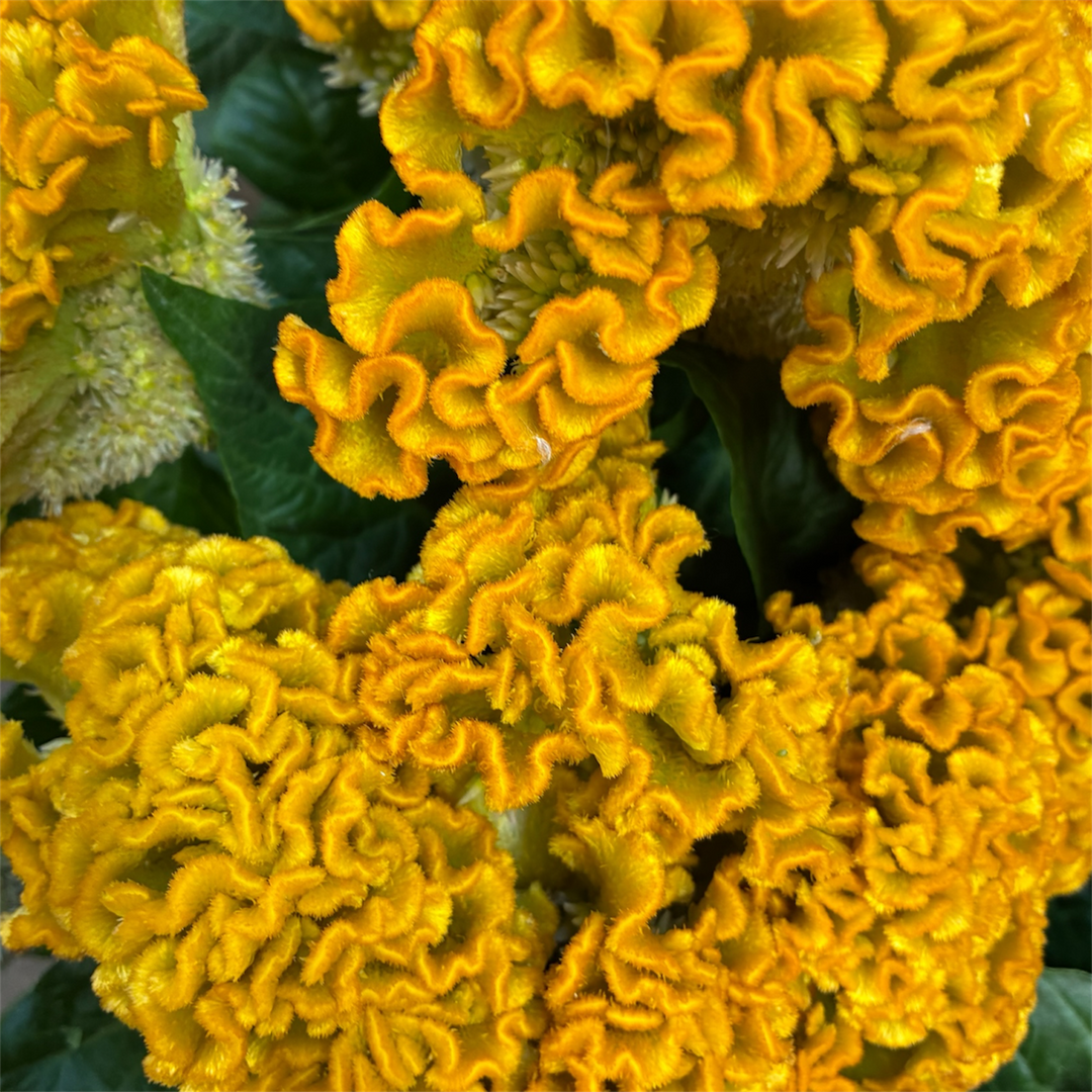 Detailed close-up of the velvety yellow crest of a Celosia cristata Cockscomb bloom