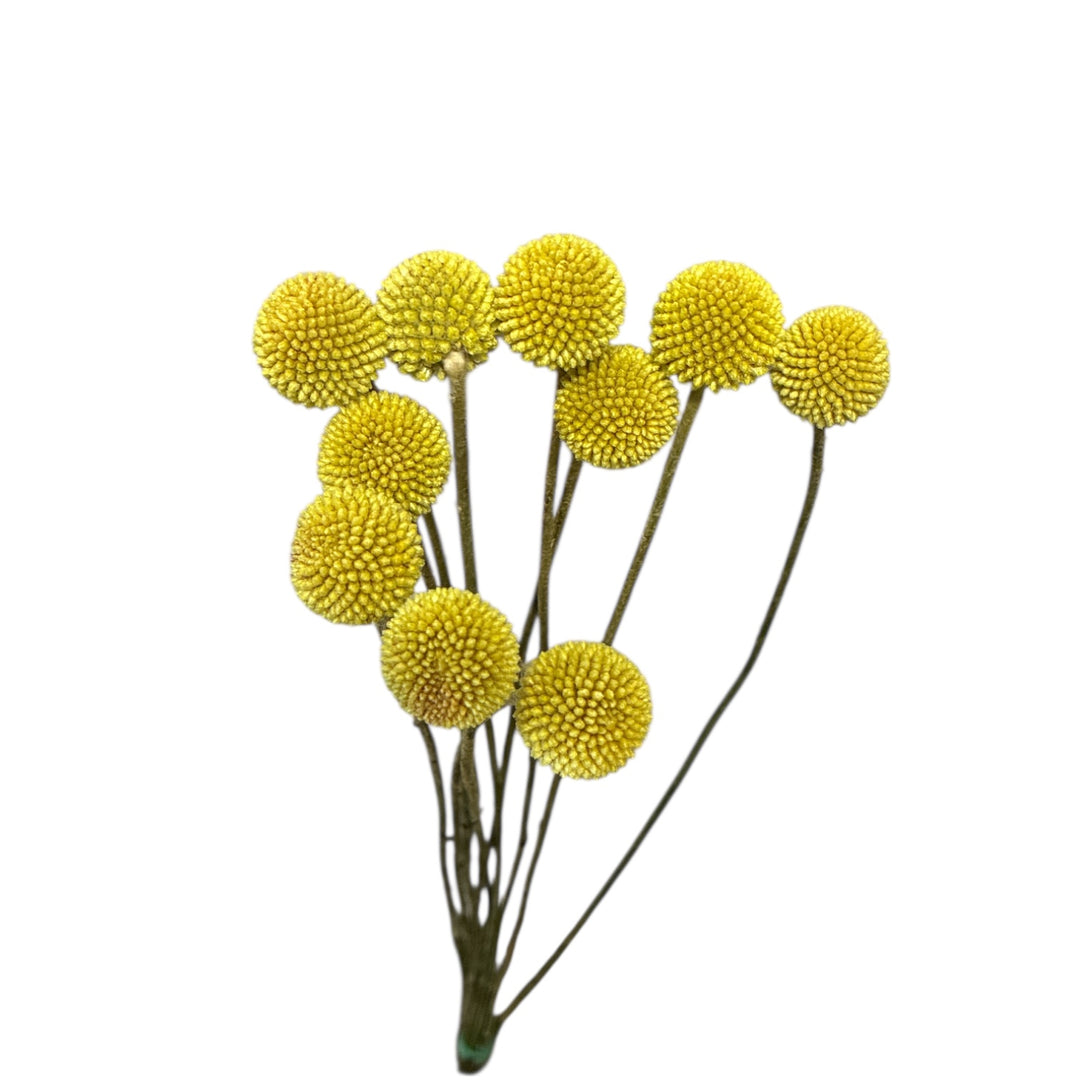 Detailed close-up showing the spherical mustard yellow floral head of a Craspedia bloom