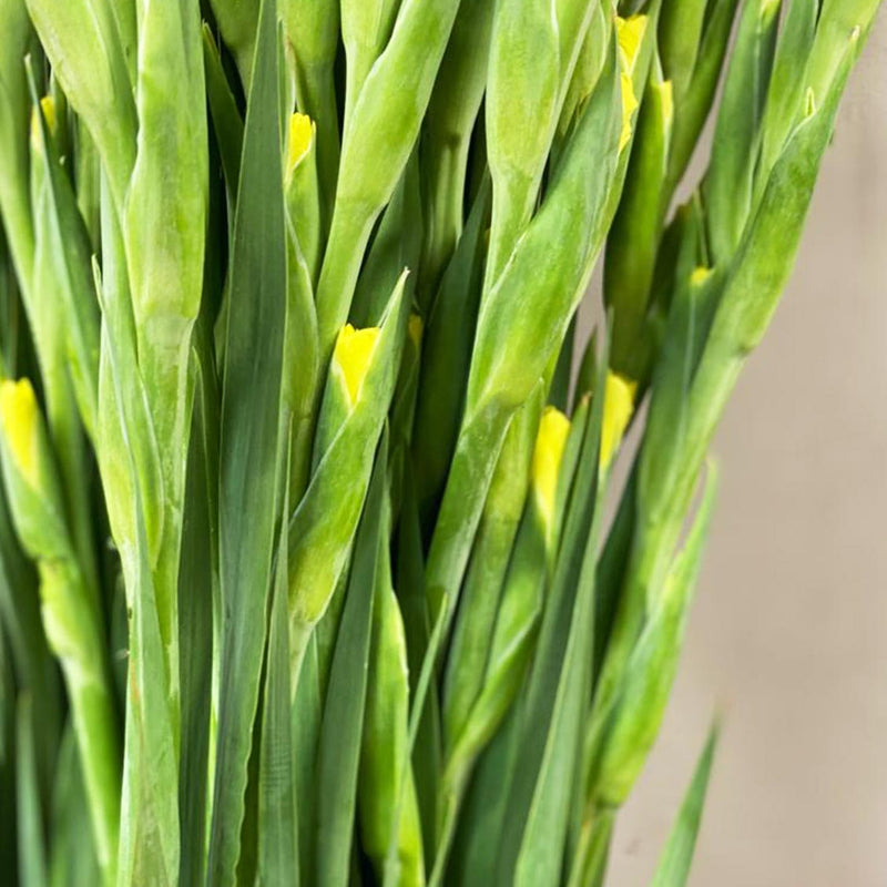 Gladioli - YELLOW - Lincolnshire 75cm - (10, 50 or 100 stems)