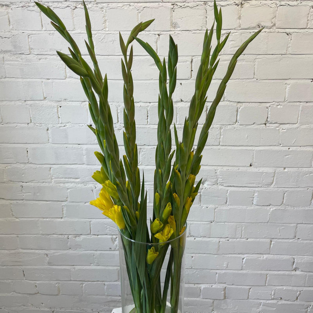 Wholesale bunches of tall, 75cm British yellow gladioli standing upright in buckets, displaying their straight green spikes and emerging yellow buds.