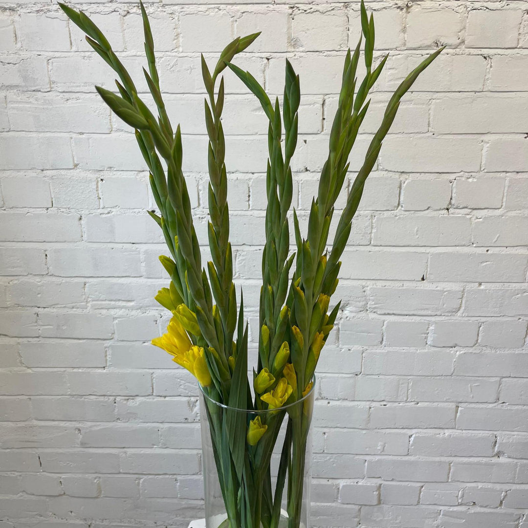 Wholesale bunches of tall, 75cm British yellow gladioli standing upright in buckets, displaying their straight green spikes and emerging yellow buds.
