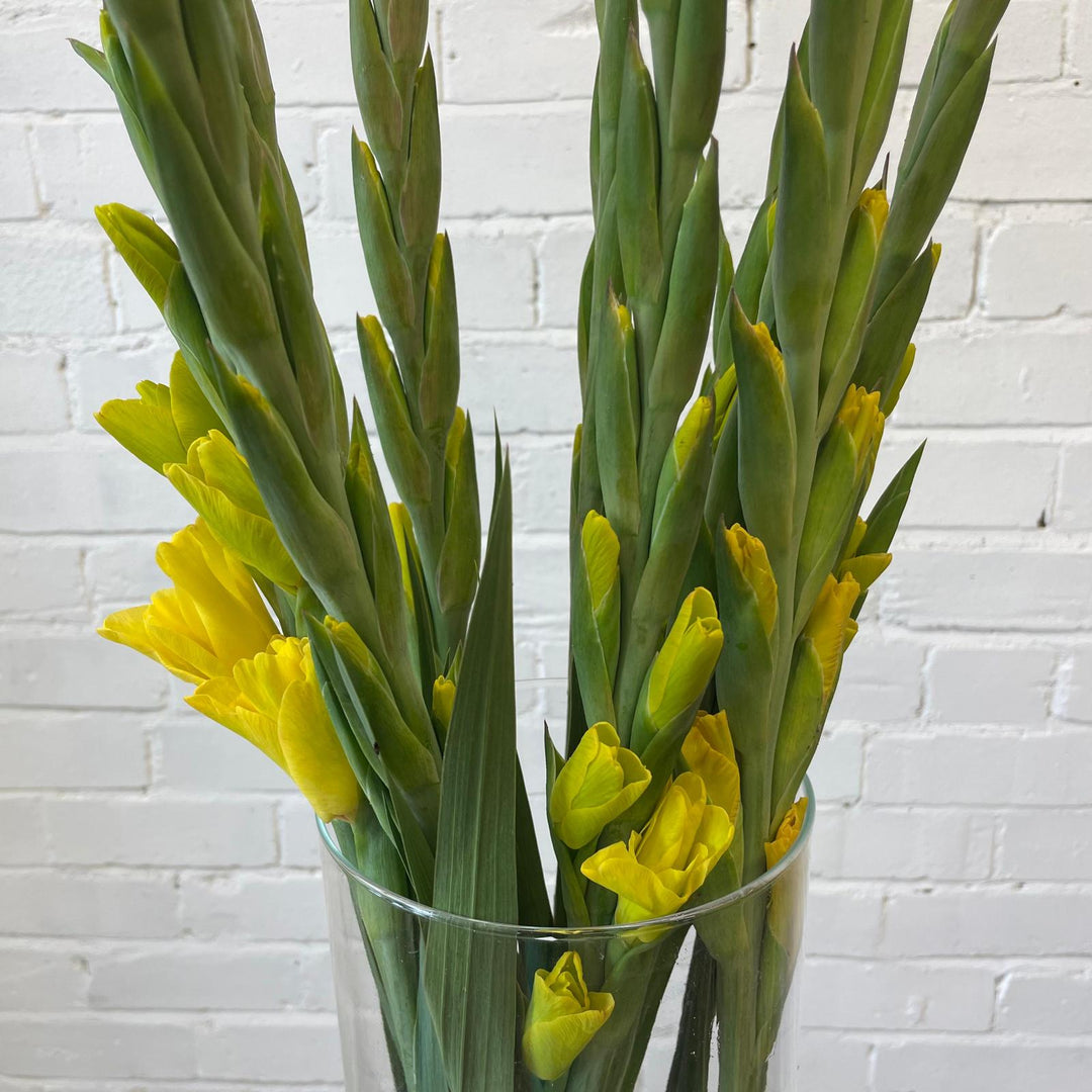 Close-up of a yellow gladiolus stem with the lower bright golden-yellow florets starting to beautifully unfurl.