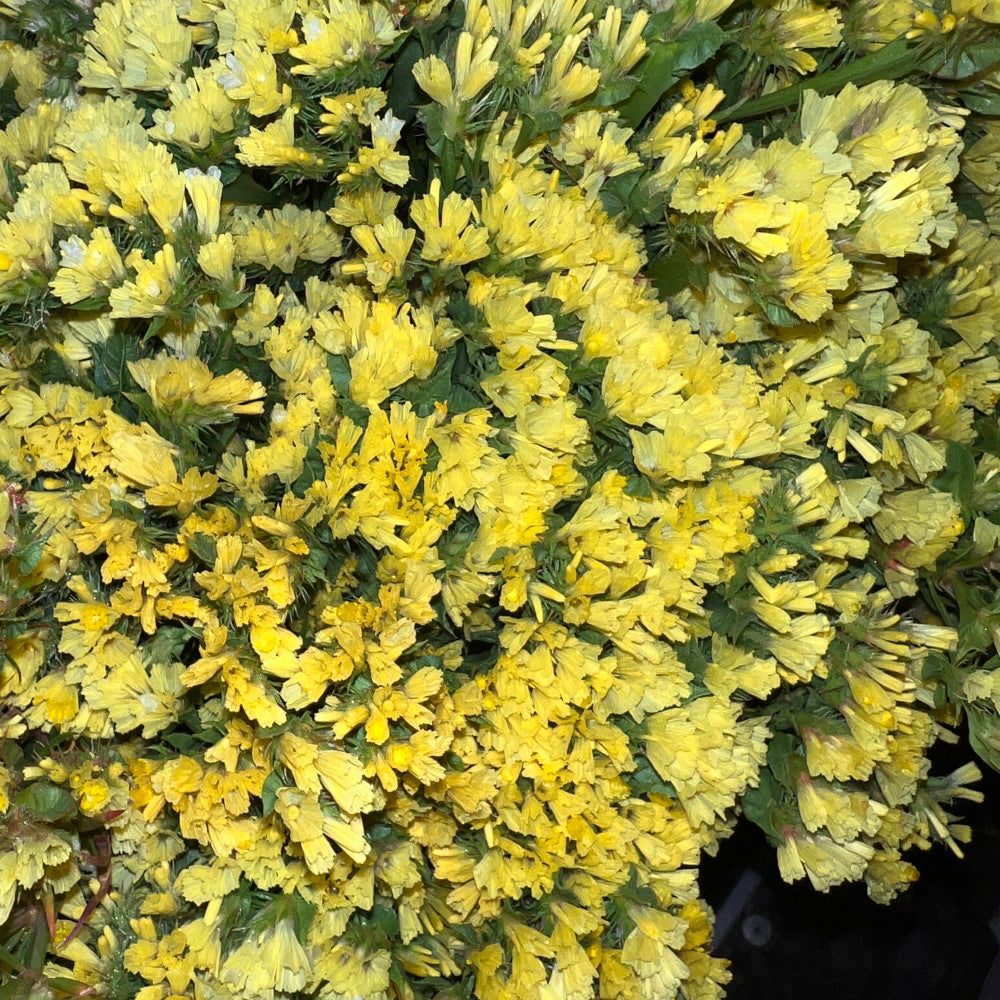 yellow UK seasonal blooms lincolnshire statice