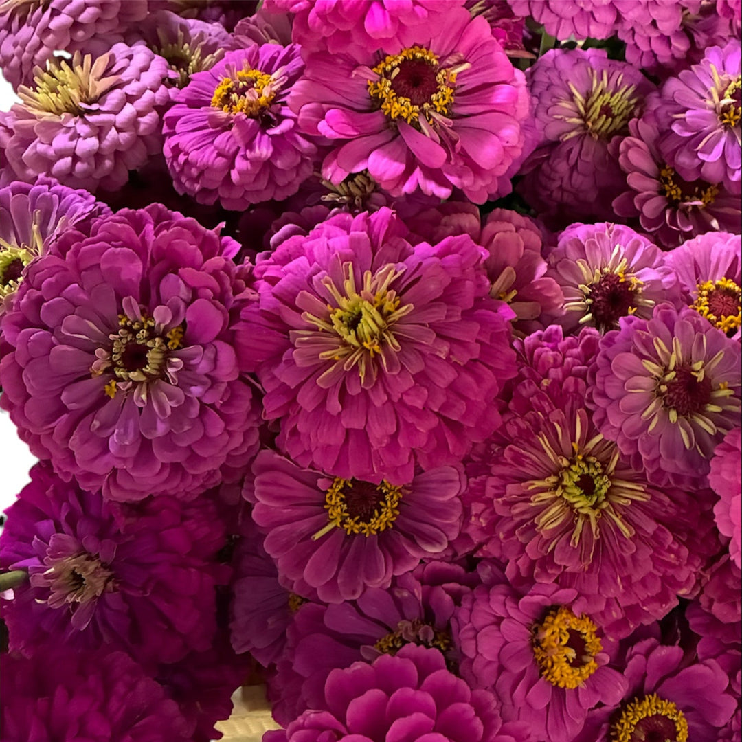 Detailed macro shot showing the vibrant petals and petal texture of a mauve Zinnia bloom.