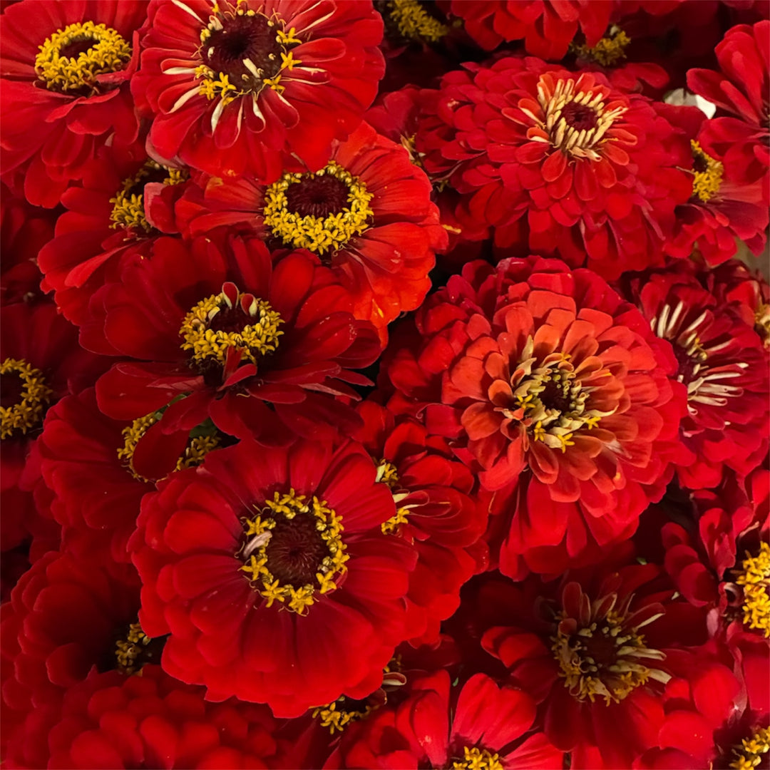 Detailed macro shot showing the vibrant red petals and layered texture of a Zinnia bloom.