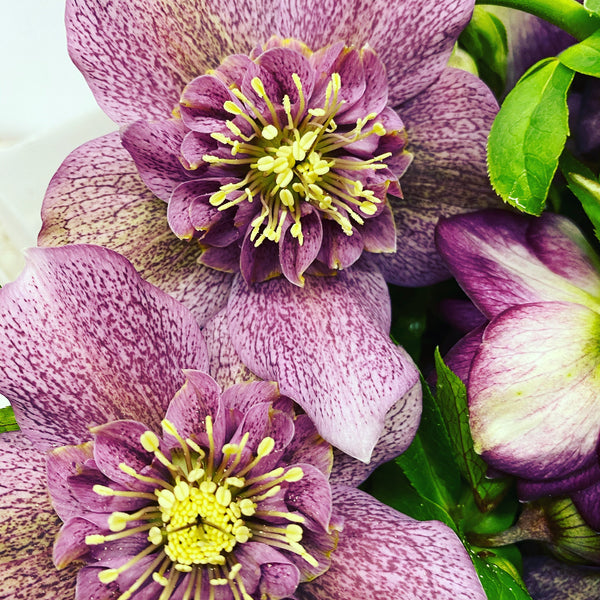 purple hellebores online british