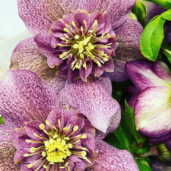 buy hellebores uk florist