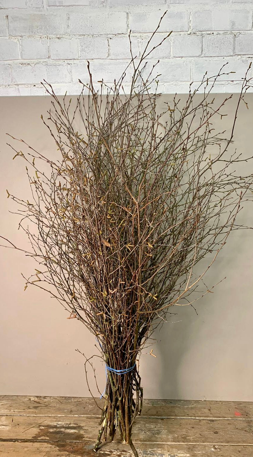 British Birch Bundle of 25 stems - Natural
