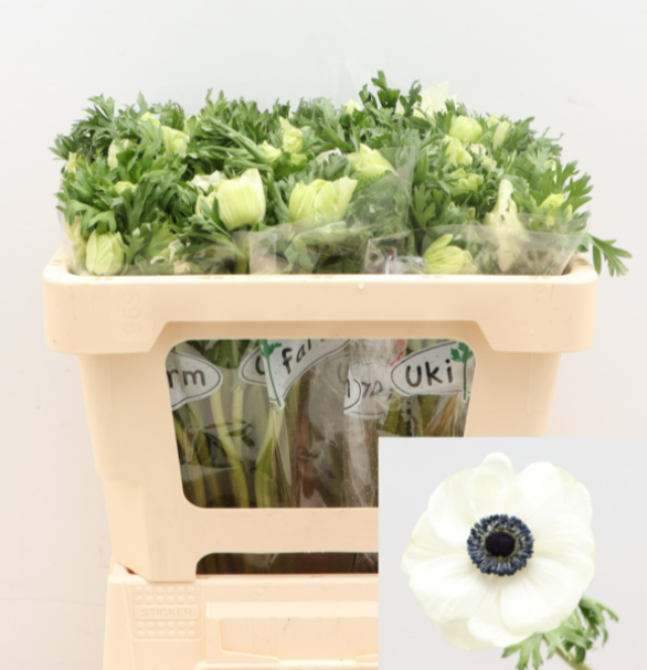 IMPORT - Anemone Galil  White  x 50 stems