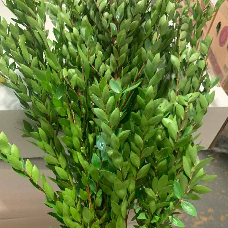 IMPORT - Myrtle Foliage  *Scented*  250gm