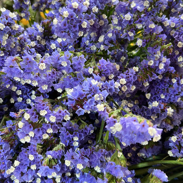 Statice sinuatum - Lilac - Bunch of 10 stems (48p)