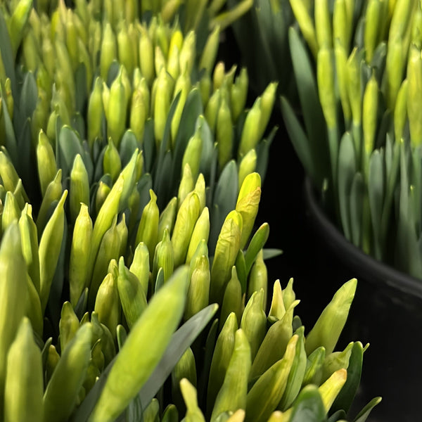 Lincolnshire yellow daffodils, UK grown, bundle of 10 bunches with 10 stems per bunch, sustainable spring flowers