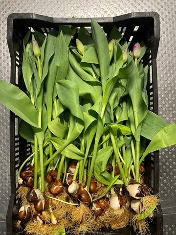 Tulip - ON THE BULB -Purple Crystal Fringed Bundle of 20 Bulbs