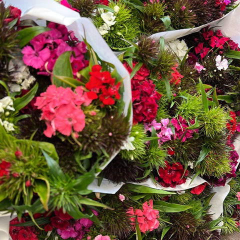 Sweet Williams **BUMPER**Bundle of 5 Bunches (£1.65 per Bunch)